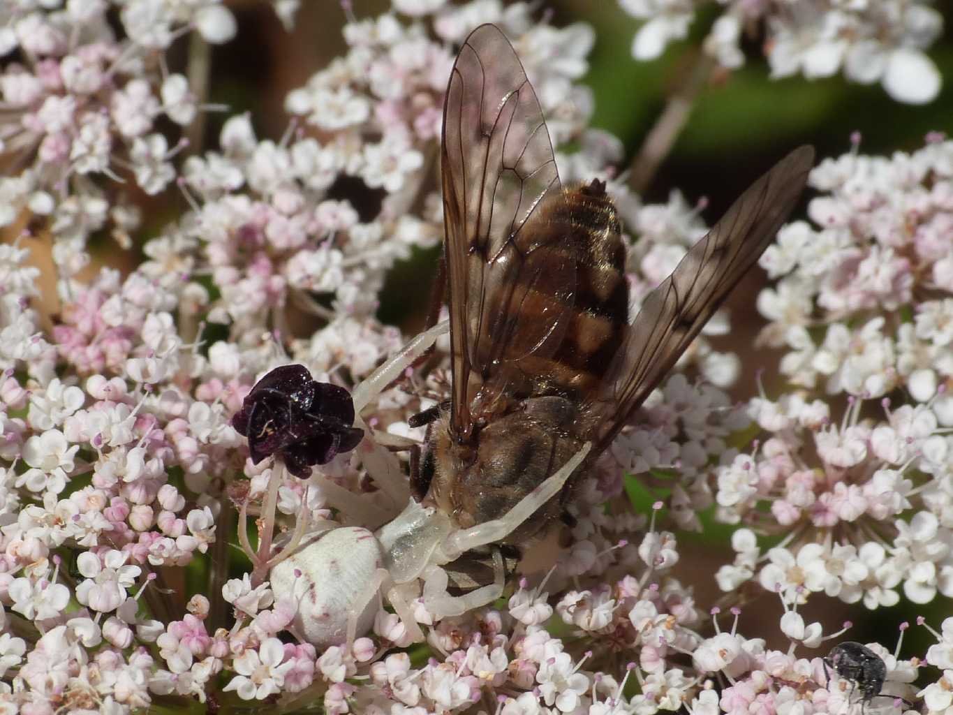 Thomisus onustus con ovisacco - S. Teresa Gallura (OT)